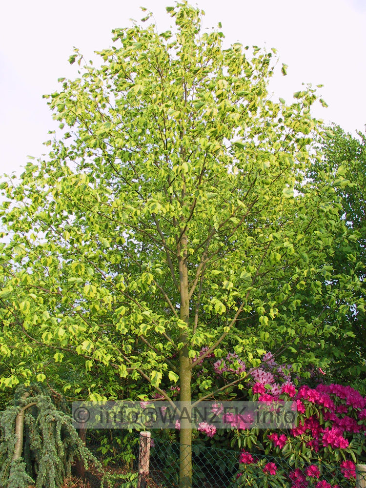Liriodendron tulipifera Aureomarginata 01.JPG